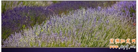 店鋪banner添創意，輕松征服轉化率