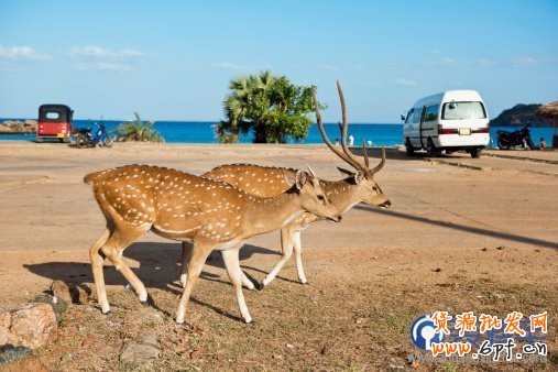 電商海報，設計淘寶女包主題海報