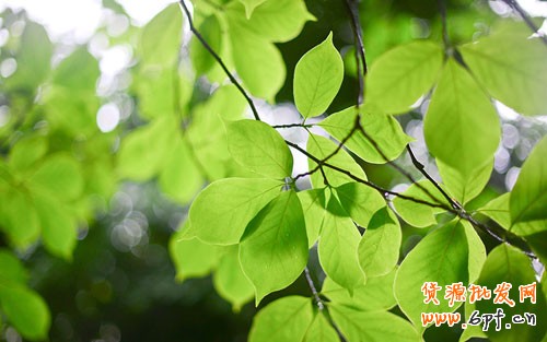 微信營(yíng)銷(xiāo)