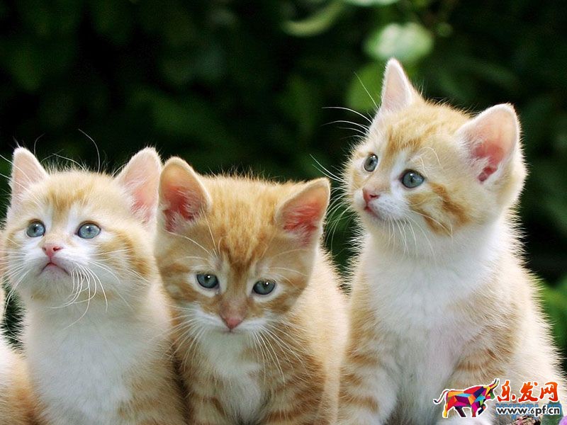 微信卡包優(yōu)惠券到底是怎么一回事