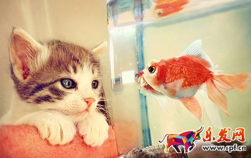 小賣家年底其實是流量紅利，千萬別放松！